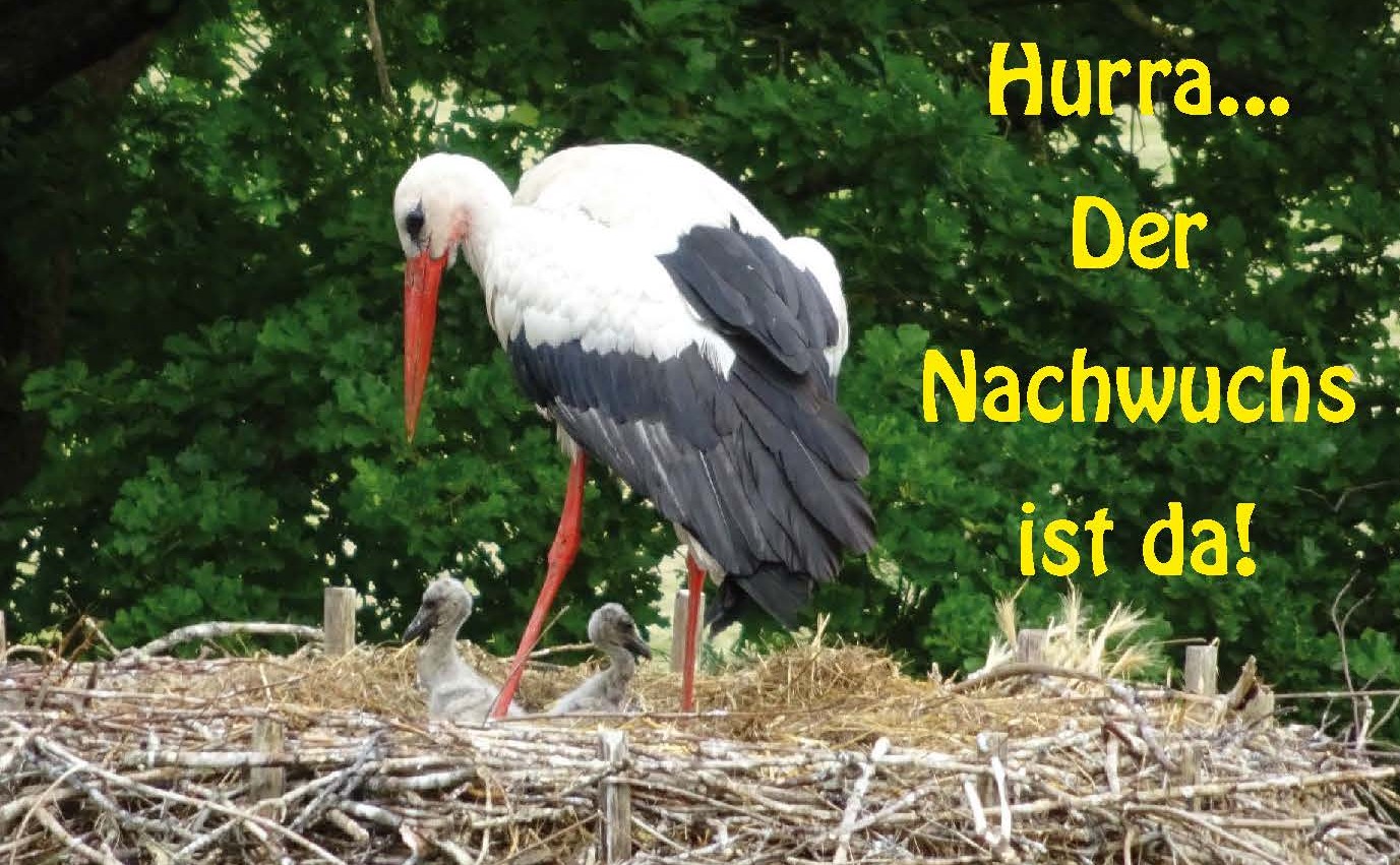 Hurra der Nachwuchs ist da